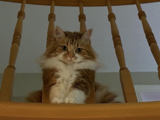 Orange and white female (rare!) kitty, looking down in judgement, from between the stair bannister above.