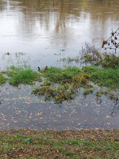 Un couple de canards en bord de Loire