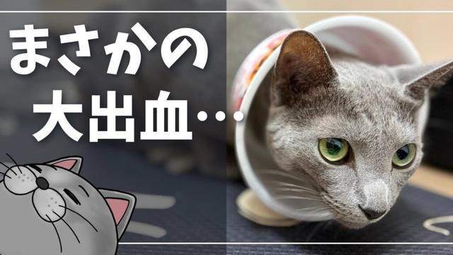 後ろ足の爪が取れてしまったイカスミさん【ロシアンブルー】猫