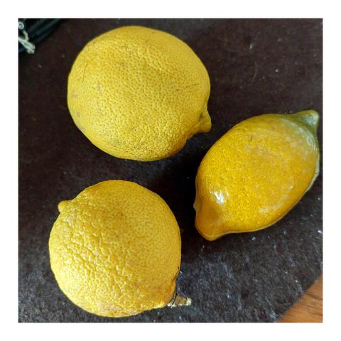 Three lemons lie on a dark surface. One lemon shines brighter than the other two. It is wrapped in plastic film, because this lemon is a lifelike replica made from delicious Lübeck marzipan!