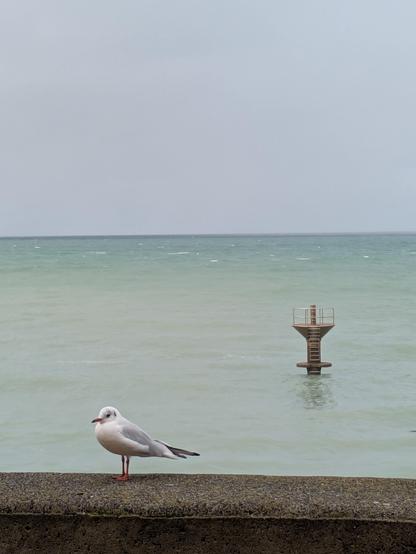 Une mouette sur un mur la mer et le ciel en arrière plan ! Une sorte de plongeoir dans l'eau