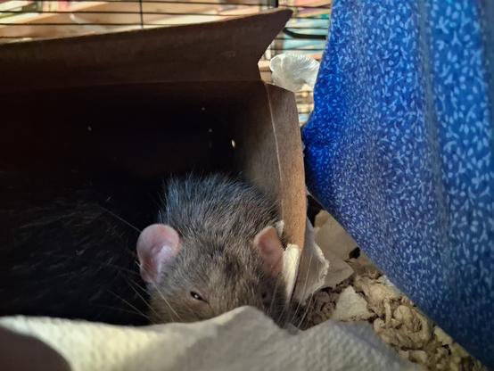 cute pet rat in a cardboard box, glaring at me through one narrowed eye