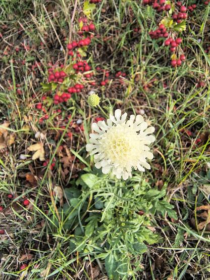 Im Vordergrund sieht man eine weiß-gelbe Blüte das sogenannten Krätzkrautes. Einsam steht sie im welken Gras. Im Hintergrund sind rote Vogelbeeren zu sehen und bilden einen schönen Kontrast zur Blüte.