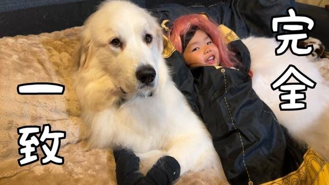【ついに…】超大型犬と３歳児がコスプレをしたらとても幸せなあの光景になりました♡｜グレートピレニーズ&オールドイングリッシュシープドッグ&トイプードル