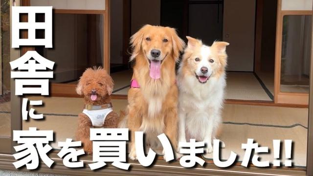 犬と田舎暮らしをするために畑と山付きの家を買いました!!【ボーダーコリー・ゴールデンレトリバー】