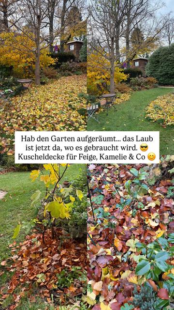 Garten mit Laub, Collage oben links mit Laub auf der Wiese, rechts ohne. Unten Laub an der Feige aufgeräumt und rechts Laub am Fuß der Kamelien aufgeräumt