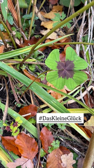 Vierblättriges Kleeblatt im Beet