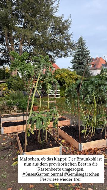 Hohe Braunkohlpflanzen im Kastenbeet, heute aus dem provisorischen Kübel umgezogen. Ob es klappt?