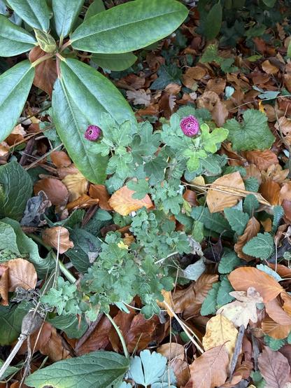 Chrysanthemen mit Knospen