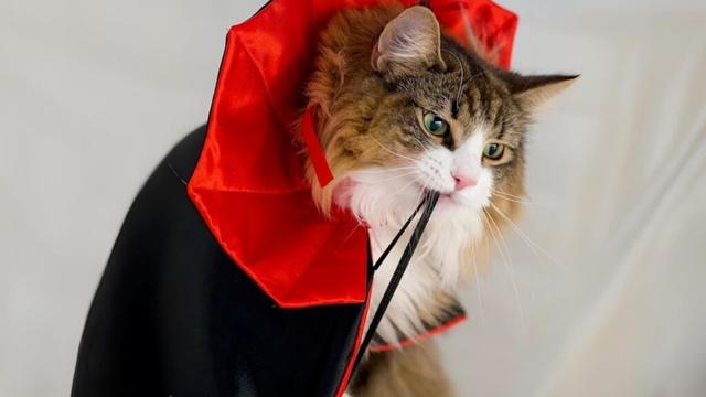 猫にハロウィンの仮装をさせたら可愛すぎる映像が撮れました