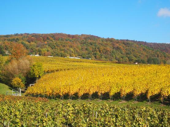 Devant une forêt entre vert et orange, sous un ciel bleu, des lignes en diagonale de vignes toute jaunes. Au premier plan, de la vigne verte.