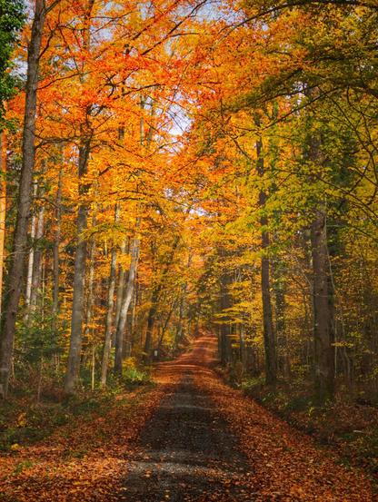 A gravel path in the Welzheimer Wald. Lots of brown and orange leaves cover the track. The remaining leaves on the trees appear brighter than the ones resting on the ground.