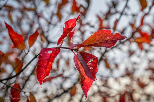 Czerwone liście trzmieliny