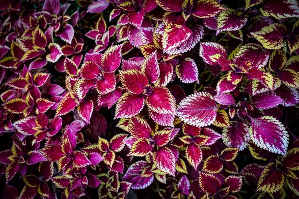 A close-up, overhead shot depicts a dense collection of colorful leaves. The leaves are primarily a vibrant magenta-pink color with streaks and patterns of bright yellow and white running through them. Each leaf has a somewhat pointed, ovate shape and appears to have a slightly textured surface. They are arranged closely together, creating a lush, patterned ground cover with minimal dark space visible between them. The background is a dark, almost black tone, which emphasizes the brightness of the leaves.

Provided by @altbot, generated privately and locally using Gemma3:27b