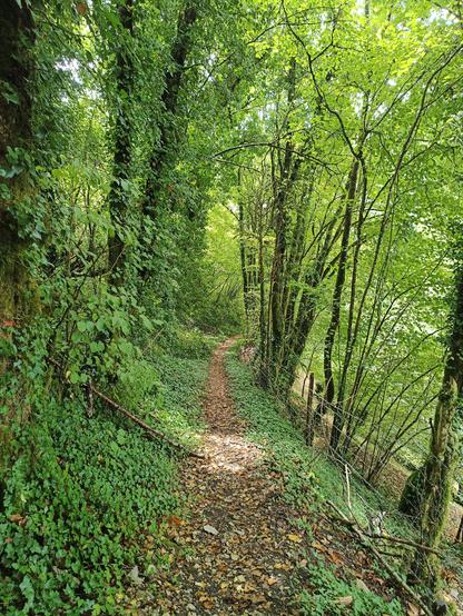 Photo numérique couleur en format portrait, avec la vue en perspective d'un chemin étroit recouvert de feuilles dans un sous-bois éclairé par le soleil dans les trouées du feuillage. Une clôture en fil de fer borde une partie du chemin à droite.