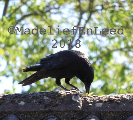 Een kraai die voorovergebogen op de nok van een dak zit met een rups. De achtergrond is vaag van bomen met blad.