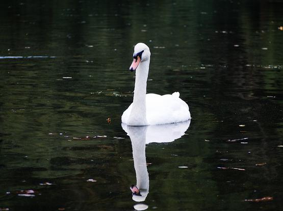Ein Schwan spiegelt sich im ruhigen, dunklen Wasser des Teichs im Wald