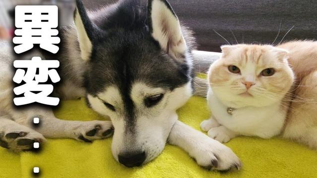 病院から戻ったハスキー犬の異変...