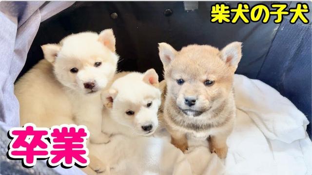 【柴犬 子犬】ついに卒業の時を迎えた子犬たち&season 8最新情報