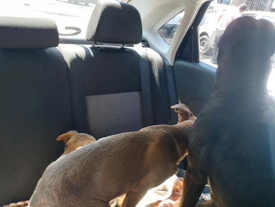 Mala fotografía de tres perritas en el asiento trasero de un auto.

A la derecha la parte trasera de una perrita negra, a su izquierda, el lomo de una cachorra color miel, al fondo, asoma la cabeza de otras cachorra también de color miel.