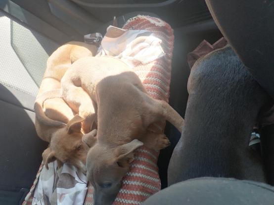 Otra fotografía de las mismas perritas.

Sobre el asiento se ven acostadas las dos perritas cachorras de unos meses de edad de color miel con el sol sobre sus lomitos. En el piso se ve el lomo color negro de su mama que esta recostada.
