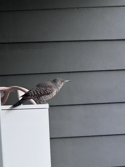 A Northern Flicker (a type of bird) sitting on a white cabinet. There is an antler beside the bird.