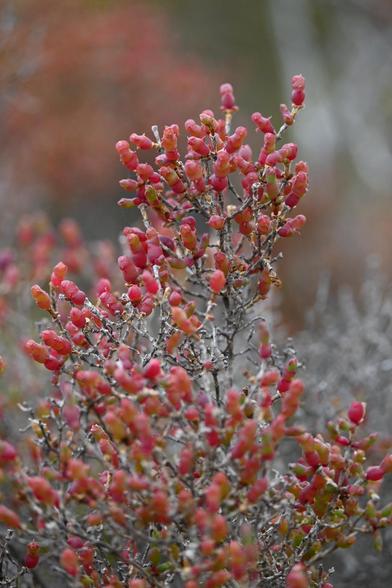 Shrubby Glasswort in a salt marsh.
A close-up of a bush featuring clusters of pinkish-red leaves against a blurred, muted background. The branches are thin and sparse.