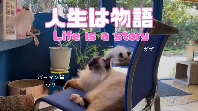 バーマン猫ウリとガブとラフ【人生は物語】Life is a story（バーマン猫）Birman/Cat
