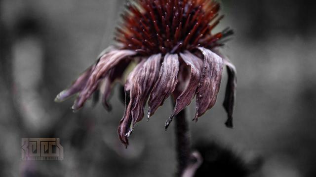 A dead and fading cone flower.