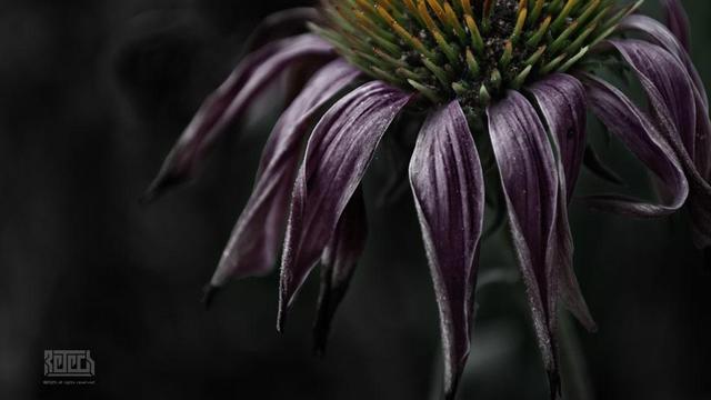 A dead and fading cone flower.