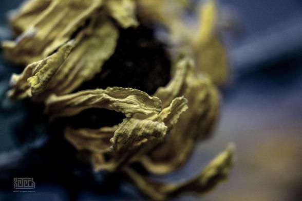 A dead and fading sunflower.