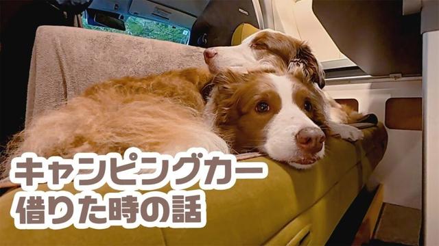 キャンピングカーを借りた時の話🌳🚙💨【ボーダーコリー×オーストラリアンシェパード】
