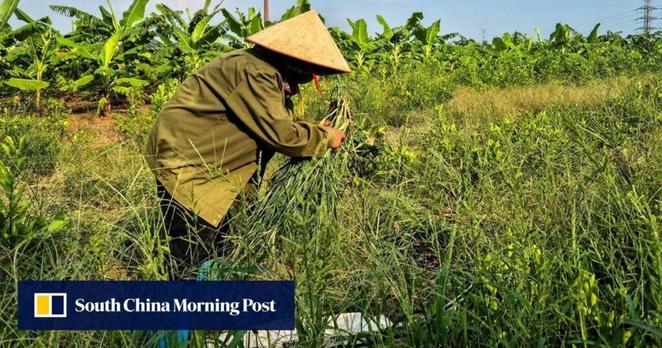 Angry Vietnam farmers take swing at Trump-branded US$1.5 billion golf resort