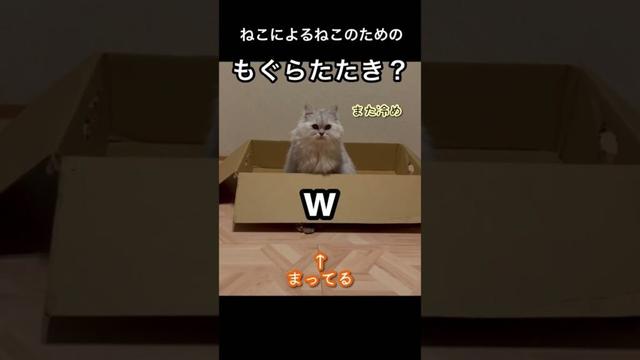 ダンボールを上手く使っとる　　　#ペルシャ#チンチラ#猫#ねこ #猫のいる暮らし #癒し #いやし#cat  #ふわふわ #野良猫 #キジトラ