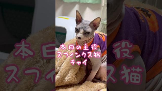 スフィンクス猫チャイライブは嫌い😅😅#猫 #cat #sphynx #猫のいる暮らし #lifewithcats