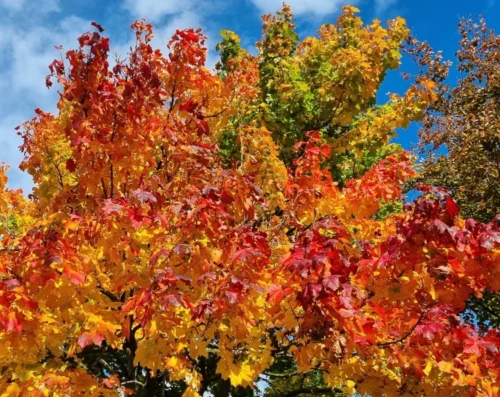 Eine leuchtend orange-gelb-rote Baumkrone vor blauem Himmel für meinen Monatsrückblick Oktober 25