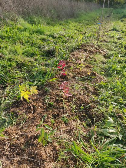 diversité plantée et colorée