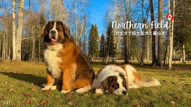 台風並み⁉︎瞬間風速87km／12時間停電【超大型犬とカナダで田舎暮らし】