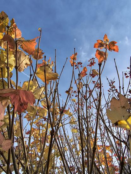 Man blickt durch die Zweige einer Hecke in den fast blauen Himmel. Nur ein paar kleine Schleierwolken sind zu sehen. Die Blätter der Zweige sind herbstlich gefärbt und werden von der Sonne angestrahlt. Vereinzelt sind kleine rote Beeren an den Zweigen zu sehen.