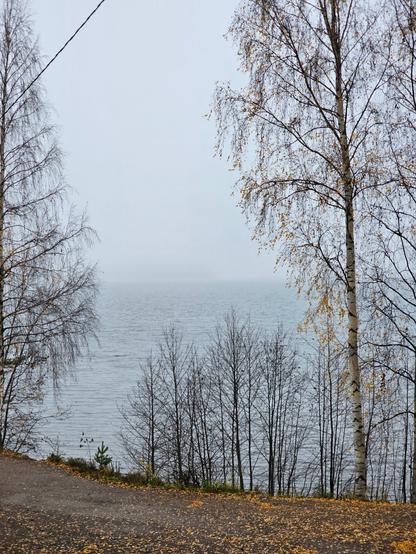 A view to a lake. There are some leafless trees at the front. The back of the photo is unclear because of fog