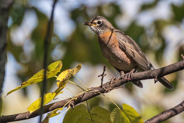 Photograph of an American robin perched on a tree branch with out of focus branches, green leaves, and patches of a pale blue sky in the background. The robin is facing left in profile leaving one eye visible and it has its body leaning out over the front of the branch. American robins have orange chest and belly feathers with white under-tail feathers, grey back feathers, dark grey-black wing and tail feathers, black head feathers with white and black mottled chin feathers, dark eyes surrounded by white eyeliner, orange-yellow beaks, and brown legs and feet. Immature male and female robins have pale or dull plumage compared to adult males. This appears to be a female or immature male based on its subdued coloration.