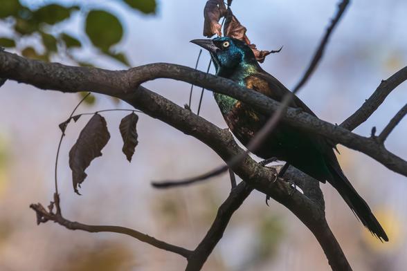 Photograph of a male common grackle (likely Quiscalus quiscula) perched on a tree branch with out of focus branches, green leaves, and patches of pale blue sky in the background. The grackle is in the right frame and is facing left in profile on a branch the angles from the upper left frame to the lower right. Common grackles have black body feathers with iridescent feathers on its wing edges, head, neck, and body that flash iridescent blues, purples, and greens in the right light. They have pointed black beaks, black legs and feet, and bright yellow-green eyes with dark pupils.