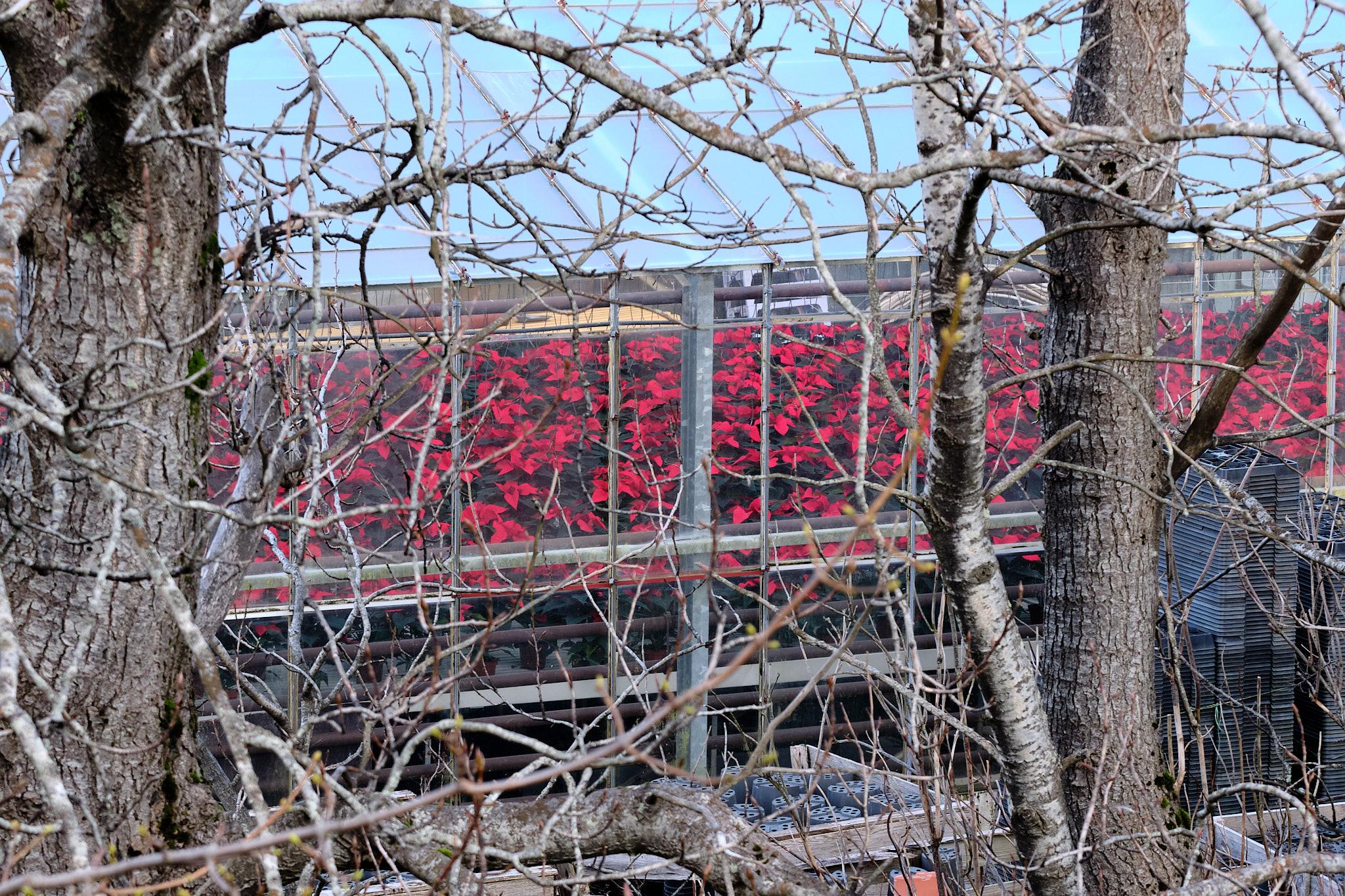 Seen through leafless branches, a greenhouse full of red poinsettia plants