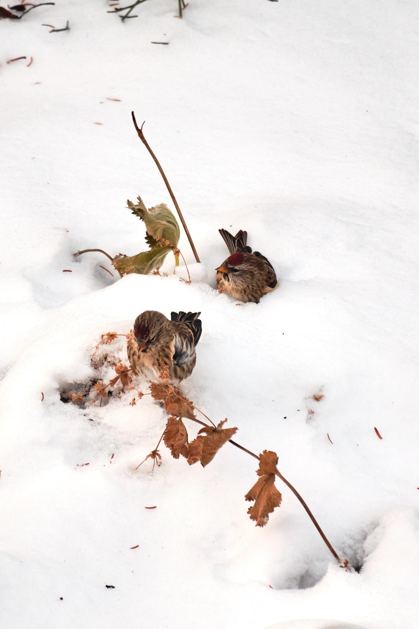 Two redpolls digging through things to eat in the snow