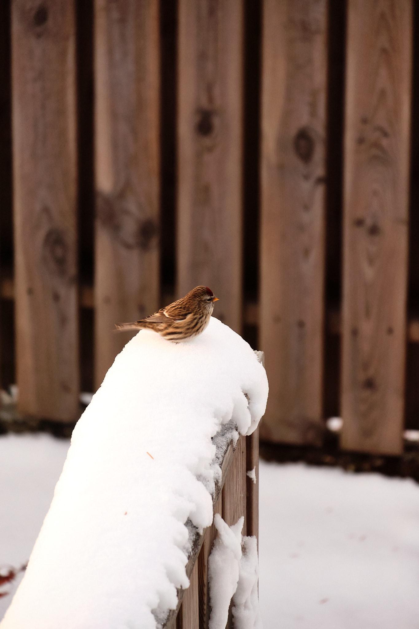 A redpoll perches for a short time on a wall