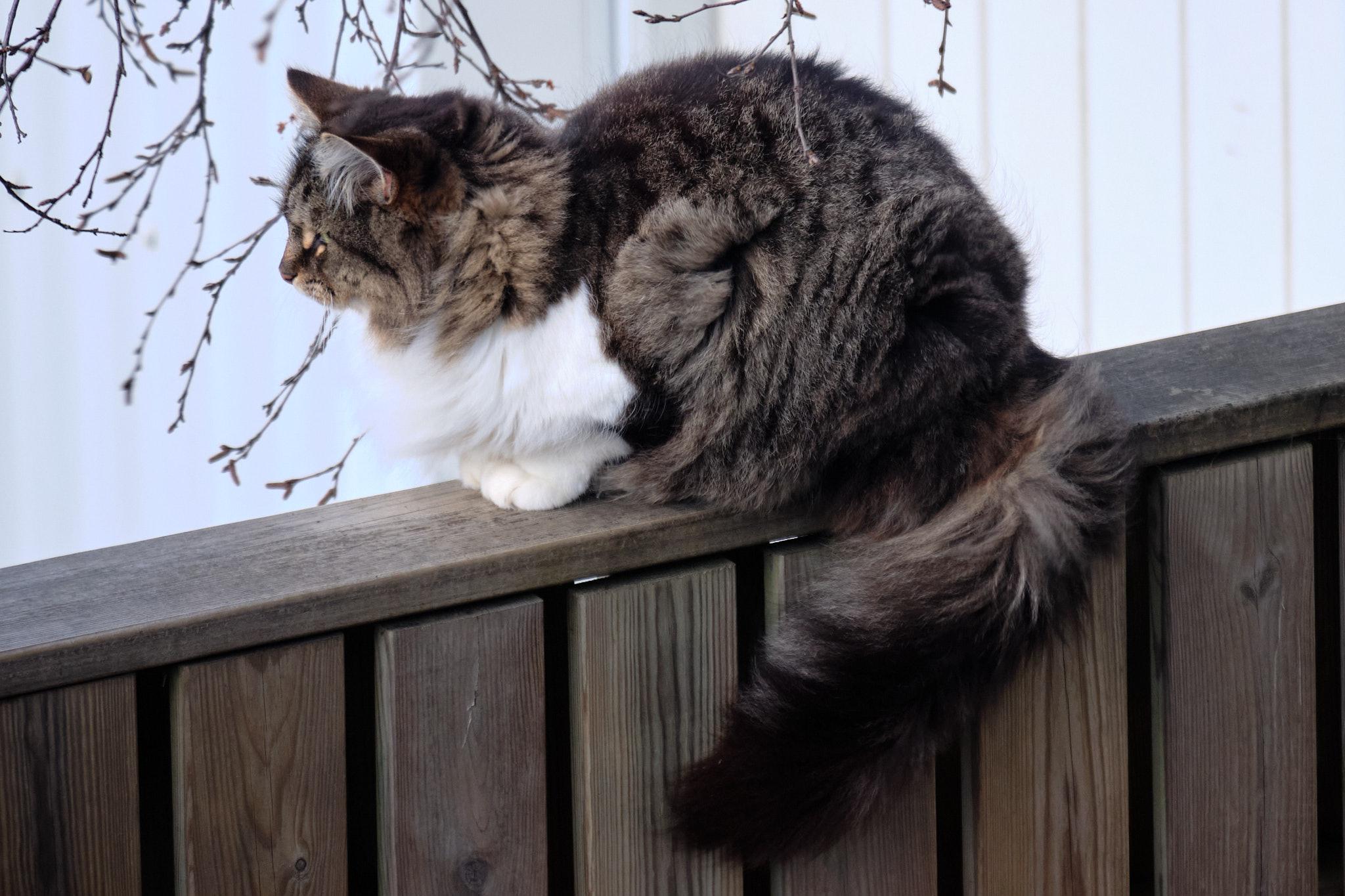 A striped and white cat loafing on a fence, looking ahead, who doesn't seem to mind being a little bit windswept