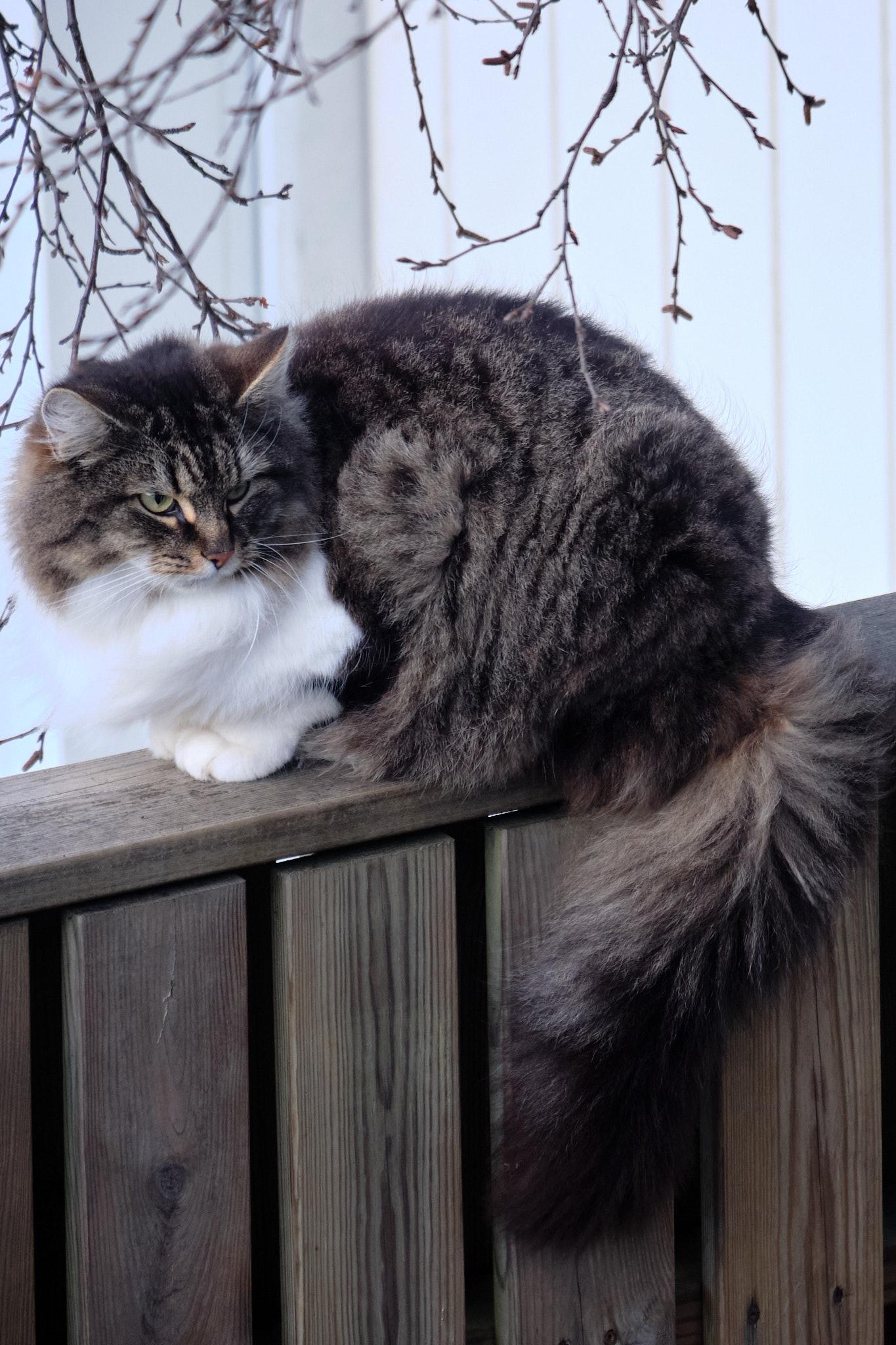 That same cat on that same fence, except now looking back.