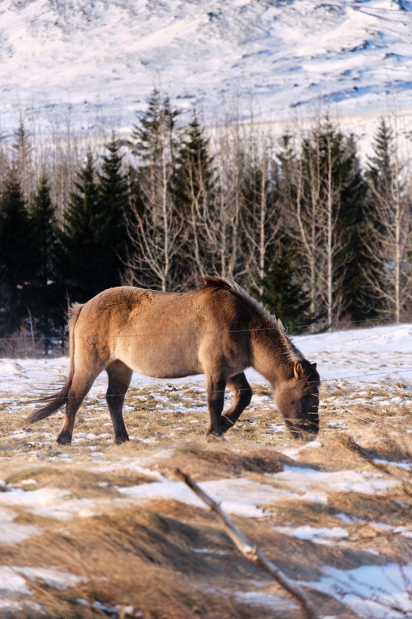 A pale brown horse (I'm not familiar with the official horse coat colour terms) grazes through the snow