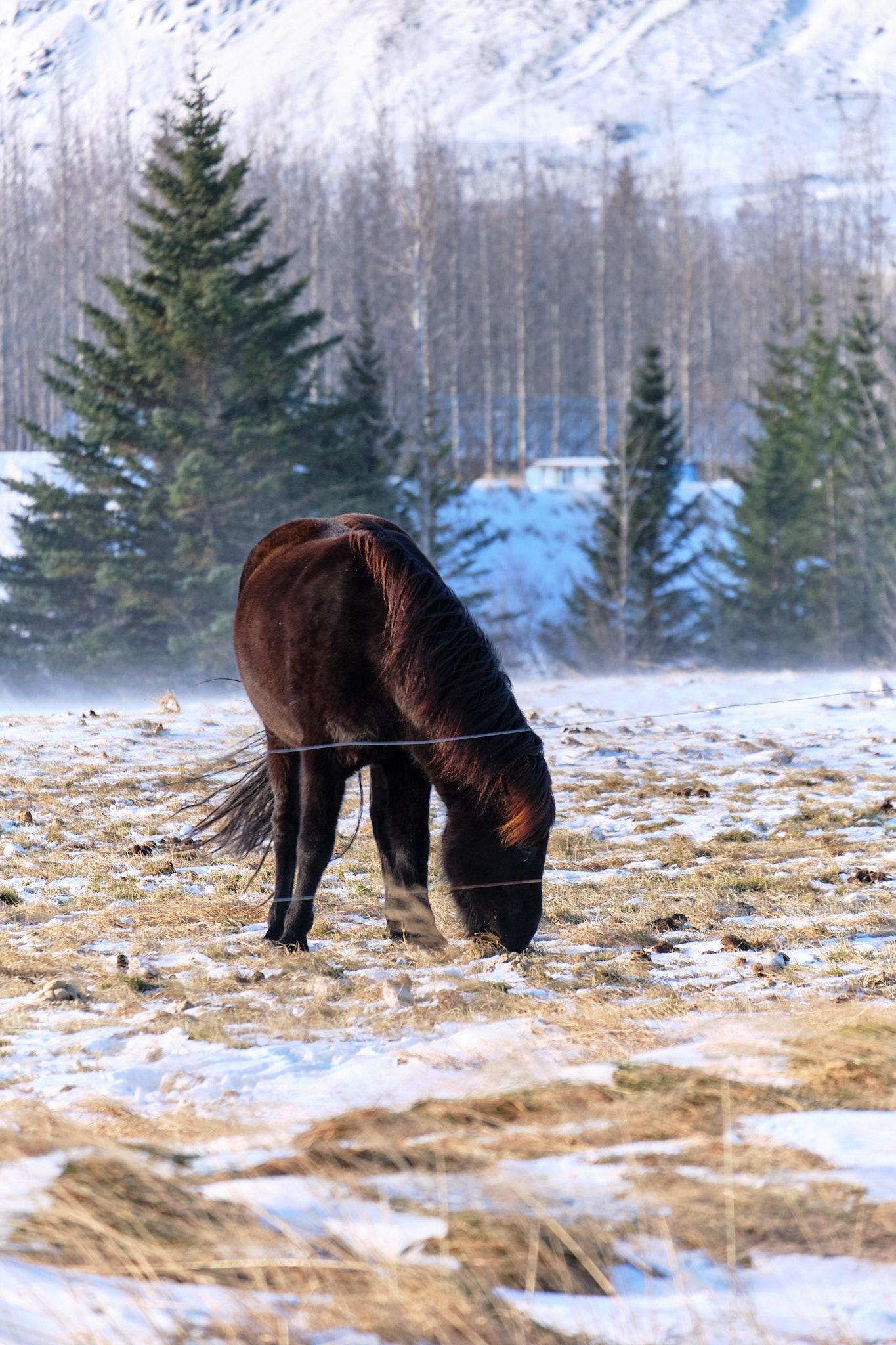 A dark horse is also grazing through a snow-covered field