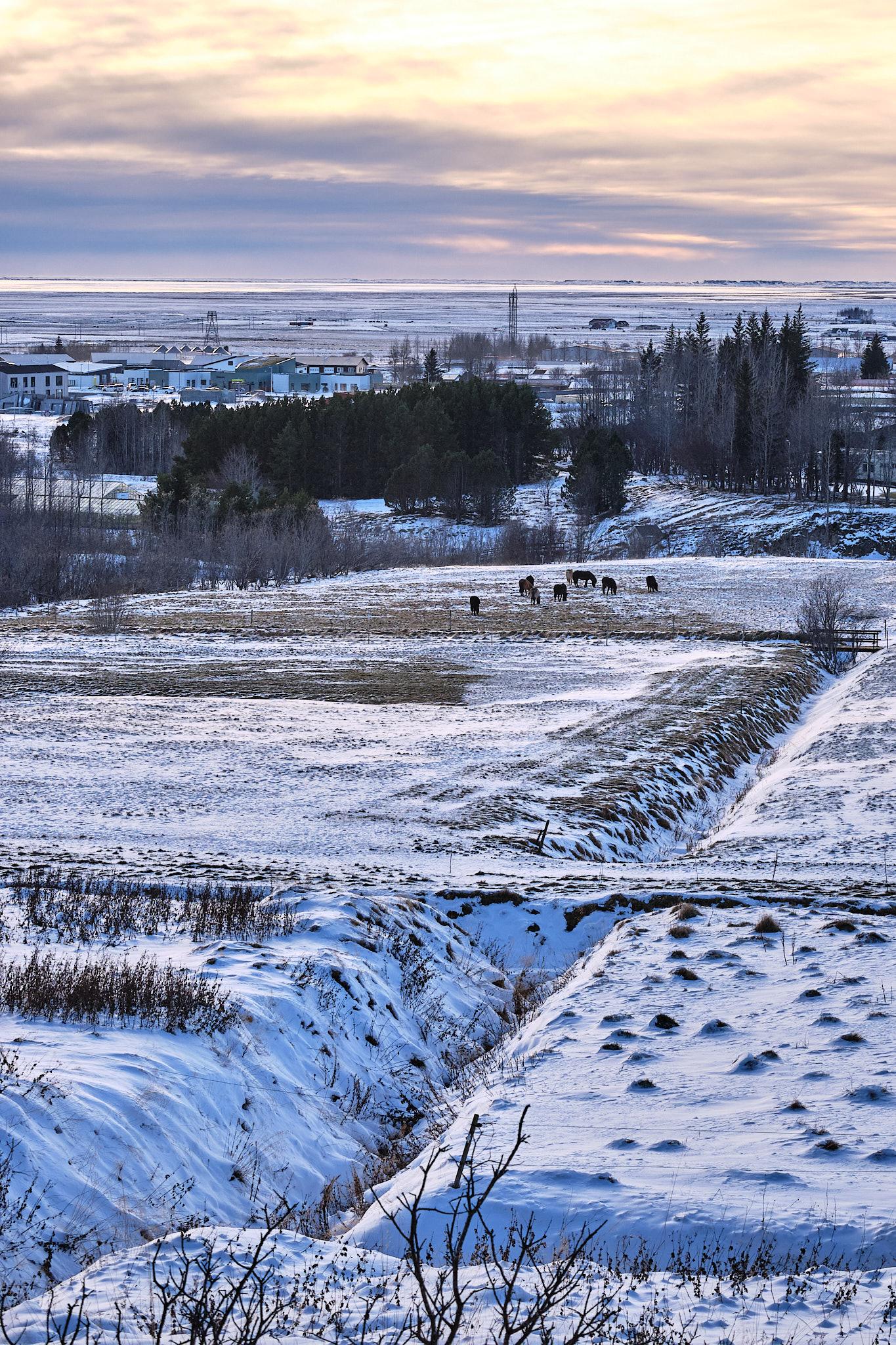 A view of said field from higher up, showing the ditches, snow, and nearby trees